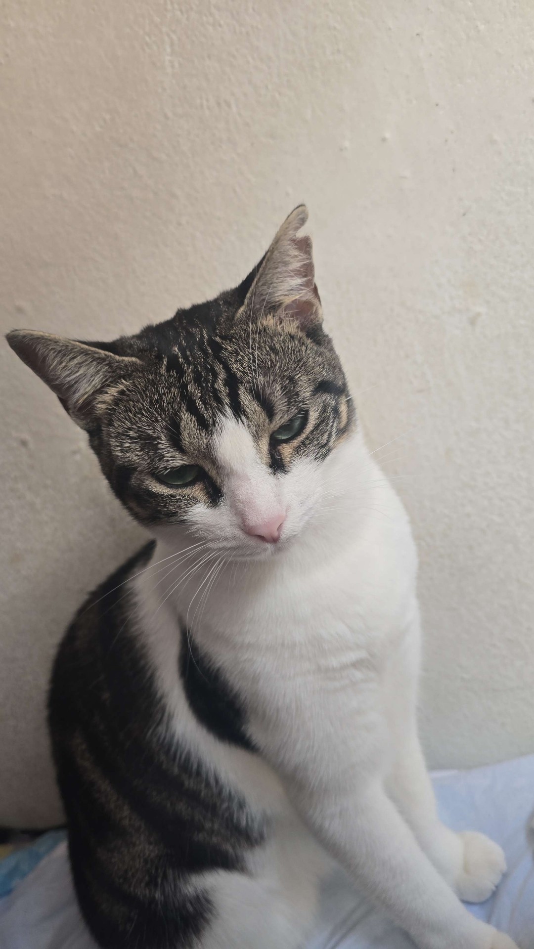 Reference photo of Nami, a tabby and white cat